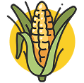 Maize
